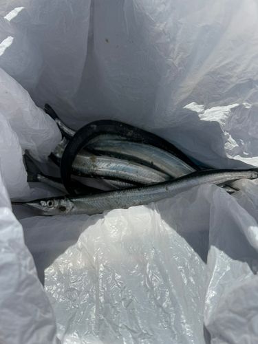 サヨリの釣果