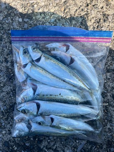 ゴマサバの釣果
