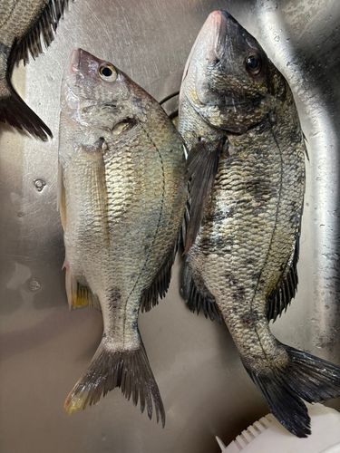 チヌの釣果