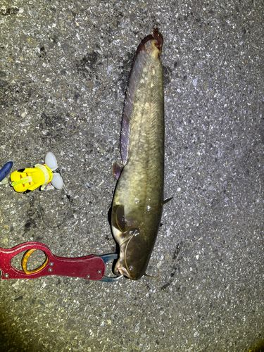マナマズの釣果