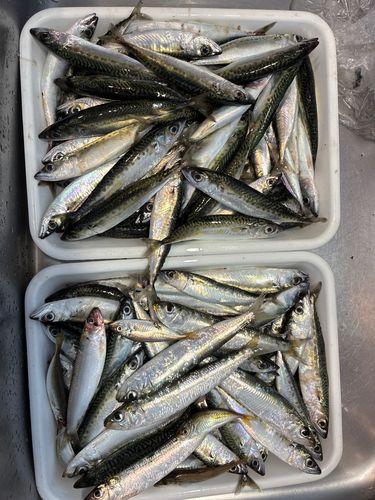 サバの釣果