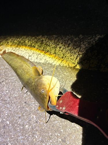 マナマズの釣果