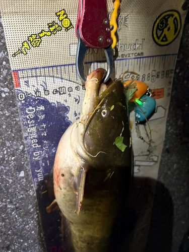 マナマズの釣果