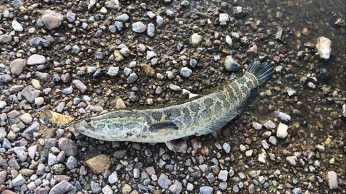 ライギョの釣果