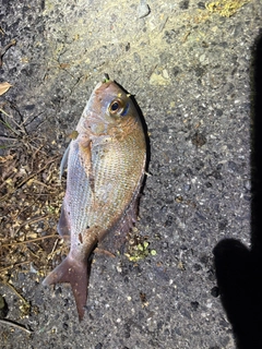 タイの釣果