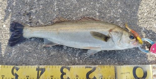 シーバスの釣果