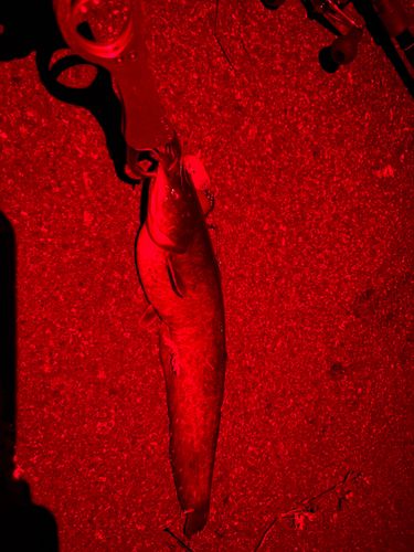 マナマズの釣果