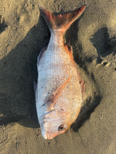 タイの釣果