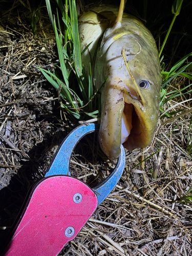 マナマズの釣果