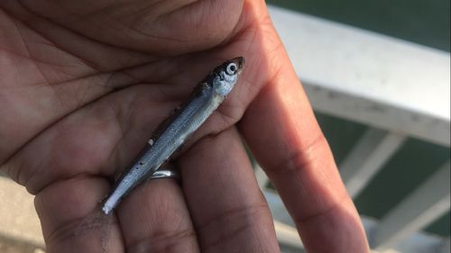 チアユの釣果