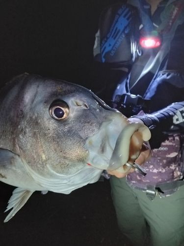 コロダイの釣果