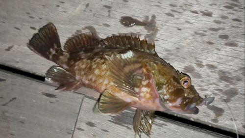 カサゴの釣果