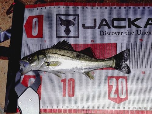 セイゴ（マルスズキ）の釣果