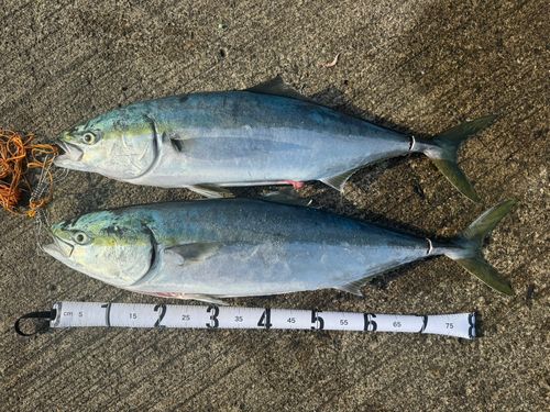 ブリの釣果