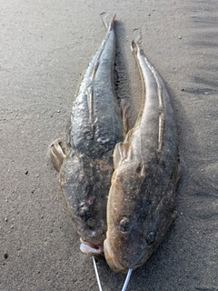 マゴチの釣果