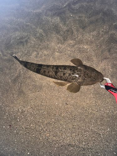 マゴチの釣果