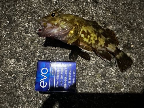 ガシラの釣果