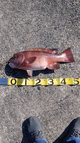 コブダイの釣果