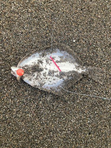 イシガレイの釣果