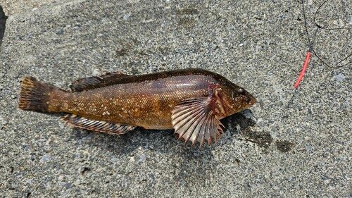 アイナメの釣果
