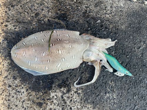 モンゴウイカの釣果