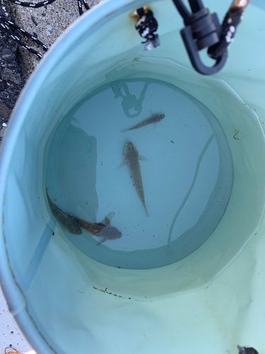 マハゼの釣果