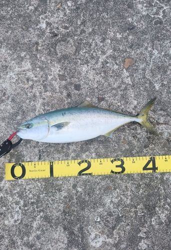 フクラギの釣果