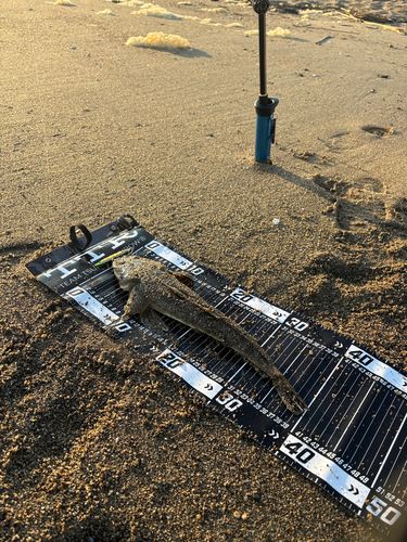 マゴチの釣果