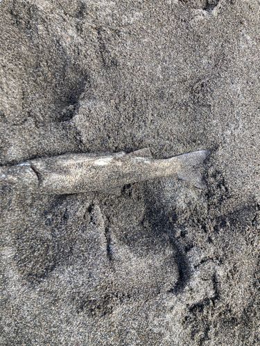 ウグイの釣果