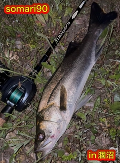 シーバスの釣果