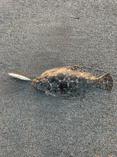 ソゲの釣果