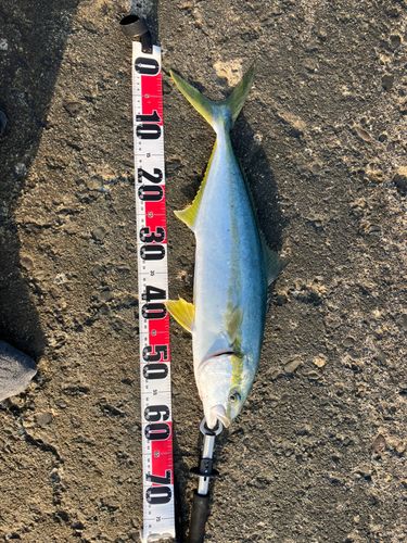 ヒラマサの釣果