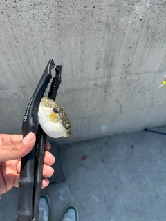 クサフグの釣果