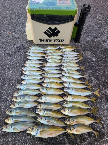 アジの釣果
