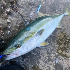 ワラサの釣果