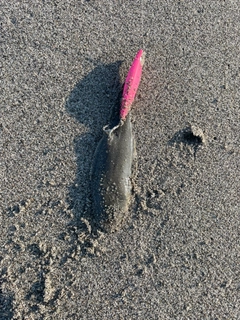 シタビラメの釣果