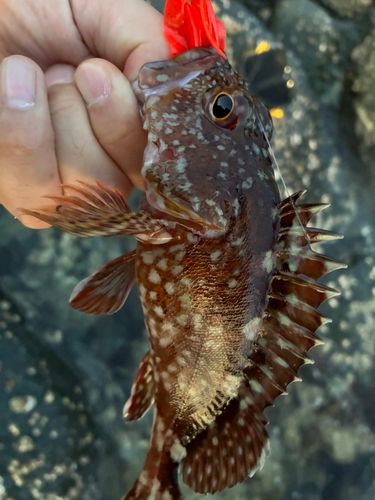 アラカブの釣果