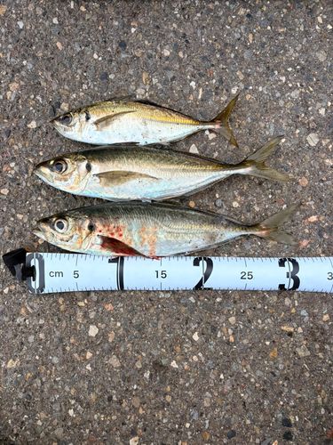アジの釣果