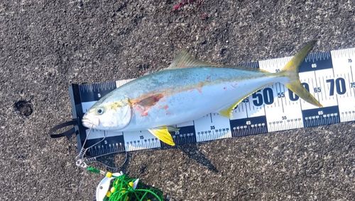 ヒラマサの釣果
