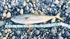 ブリの釣果