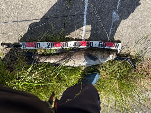 セイゴ（マルスズキ）の釣果