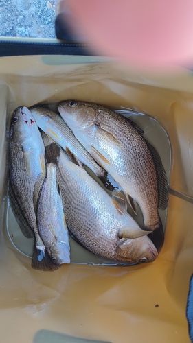 イシモチの釣果