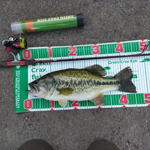 ブラックバスの釣果