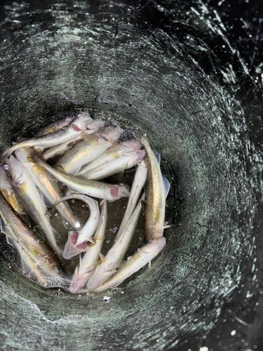 コマイの釣果