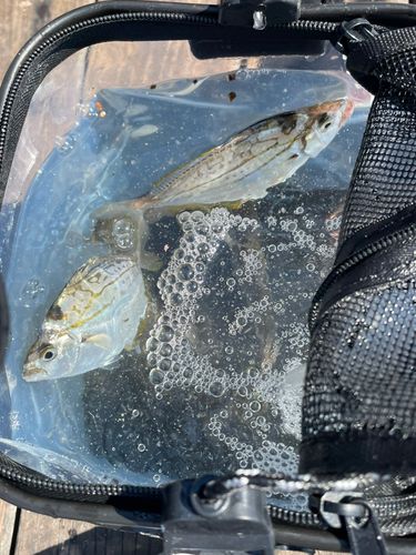 ヒイラギの釣果