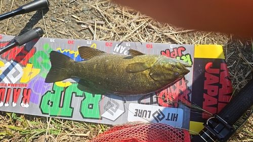 スモールマウスバスの釣果