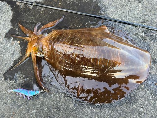 アオリイカの釣果