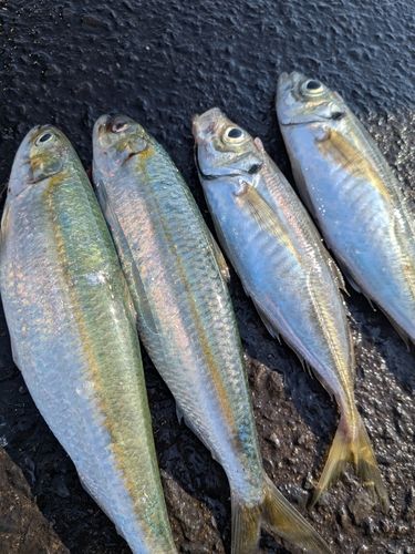 マアジの釣果