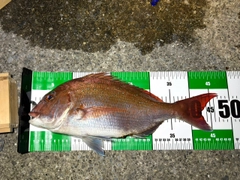 マダイの釣果