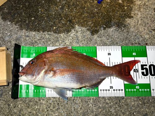 マダイの釣果